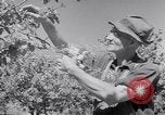 Immagine di Tacchini Wawawai Washington United States USA, 1942, secondo 25 filmato di repertorio 65675040914