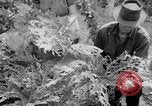 Immagine di Tacchini Wawawai Washington United States USA, 1942, secondo 27 filmato di repertorio 65675040914