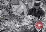 Immagine di Tacchini Wawawai Washington United States USA, 1942, secondo 28 filmato di repertorio 65675040914