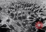 Immagine di Tacchini Wawawai Washington United States USA, 1942, secondo 31 filmato di repertorio 65675040914