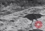 Immagine di Tacchini Wawawai Washington United States USA, 1942, secondo 35 filmato di repertorio 65675040914