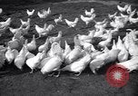 Immagine di Pollo corteo di bellezza Petaluma California USA, 1947, secondo 1 filmato di repertorio 65675040927