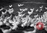 Immagine di Pollo corteo di bellezza Petaluma California USA, 1947, secondo 3 filmato di repertorio 65675040927