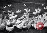 Immagine di Pollo corteo di bellezza Petaluma California USA, 1947, secondo 4 filmato di repertorio 65675040927