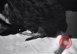 Immagine di Pollo corteo di bellezza Petaluma California USA, 1947, secondo 19 filmato di repertorio 65675040927