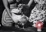 Immagine di Pollo corteo di bellezza Petaluma California USA, 1947, secondo 25 filmato di repertorio 65675040927