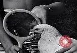 Immagine di Pollo corteo di bellezza Petaluma California USA, 1947, secondo 29 filmato di repertorio 65675040927