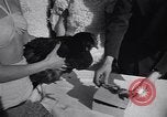 Immagine di Pollo corteo di bellezza Petaluma California USA, 1947, secondo 55 filmato di repertorio 65675040927