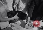 Immagine di Pollo corteo di bellezza Petaluma California USA, 1947, secondo 57 filmato di repertorio 65675040927
