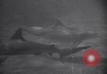 Standbild riesiges Aquarium Marineland Florida USA, 1947, aus Sekunde 3 historischem Filmmaterial Videoclip 65675040928