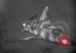 Standbild riesiges Aquarium Marineland Florida USA, 1947, aus Sekunde 19 historischem Filmmaterial Videoclip 65675040928