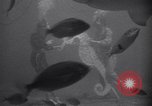 Standbild riesiges Aquarium Marineland Florida USA, 1947, aus Sekunde 29 historischem Filmmaterial Videoclip 65675040928