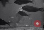 Standbild riesiges Aquarium Marineland Florida USA, 1947, aus Sekunde 61 historischem Filmmaterial Videoclip 65675040928