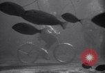 Standbild riesiges Aquarium Marineland Florida USA, 1947, aus Sekunde 62 historischem Filmmaterial Videoclip 65675040928