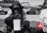 Standbild Schimpansen Encino California USA, 1956, aus Sekunde 9 historischem Filmmaterial Videoclip 65675040951