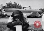 Standbild Schimpansen Encino California USA, 1956, aus Sekunde 12 historischem Filmmaterial Videoclip 65675040951