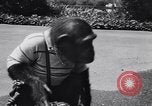 Standbild Schimpansen Encino California USA, 1956, aus Sekunde 13 historischem Filmmaterial Videoclip 65675040951