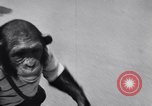 Standbild Schimpansen Encino California USA, 1956, aus Sekunde 42 historischem Filmmaterial Videoclip 65675040951