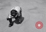 Standbild Schimpansen Encino California USA, 1956, aus Sekunde 52 historischem Filmmaterial Videoclip 65675040951
