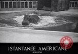 Image of Hippopotamus San Diego California USA, 1940, second 4 stock footage video 65675041000