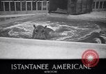 Image of Hippopotamus San Diego California USA, 1940, second 5 stock footage video 65675041000