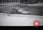 Image of Hippopotamus San Diego California USA, 1940, second 6 stock footage video 65675041000