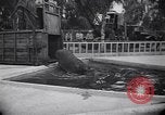 Image of Hippopotamus San Diego California USA, 1940, second 8 stock footage video 65675041000
