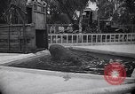 Image of Hippopotamus San Diego California USA, 1940, second 10 stock footage video 65675041000