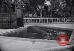 Image of Hippopotamus San Diego California USA, 1940, second 11 stock footage video 65675041000