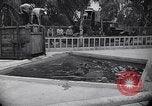 Image of Hippopotamus San Diego California USA, 1940, second 12 stock footage video 65675041000