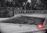 Image of Hippopotamus San Diego California USA, 1940, second 13 stock footage video 65675041000