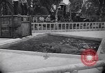 Image of Hippopotamus San Diego California USA, 1940, second 14 stock footage video 65675041000
