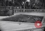 Image of Hippopotamus San Diego California USA, 1940, second 15 stock footage video 65675041000