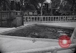 Image of Hippopotamus San Diego California USA, 1940, second 16 stock footage video 65675041000