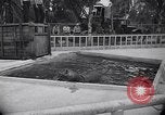 Image of Hippopotamus San Diego California USA, 1940, second 17 stock footage video 65675041000