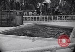 Image of Hippopotamus San Diego California USA, 1940, second 18 stock footage video 65675041000