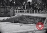 Image of Hippopotamus San Diego California USA, 1940, second 19 stock footage video 65675041000