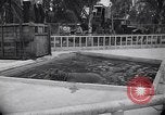 Image of Hippopotamus San Diego California USA, 1940, second 20 stock footage video 65675041000