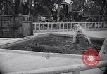 Image of Hippopotamus San Diego California USA, 1940, second 21 stock footage video 65675041000
