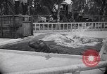 Image of Hippopotamus San Diego California USA, 1940, second 22 stock footage video 65675041000