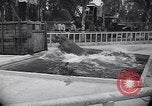 Image of Hippopotamus San Diego California USA, 1940, second 23 stock footage video 65675041000