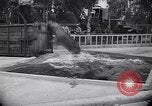 Image of Hippopotamus San Diego California USA, 1940, second 24 stock footage video 65675041000
