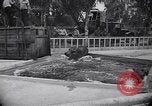 Image of Hippopotamus San Diego California USA, 1940, second 26 stock footage video 65675041000
