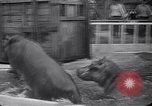 Image of Hippopotamus San Diego California USA, 1940, second 29 stock footage video 65675041000