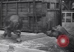 Image of Hippopotamus San Diego California USA, 1940, second 30 stock footage video 65675041000