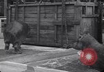 Image of Hippopotamus San Diego California USA, 1940, second 31 stock footage video 65675041000