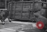 Image of Hippopotamus San Diego California USA, 1940, second 32 stock footage video 65675041000