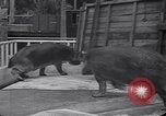Image of Hippopotamus San Diego California USA, 1940, second 34 stock footage video 65675041000