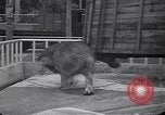 Image of Hippopotamus San Diego California USA, 1940, second 35 stock footage video 65675041000
