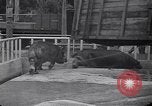 Image of Hippopotamus San Diego California USA, 1940, second 36 stock footage video 65675041000